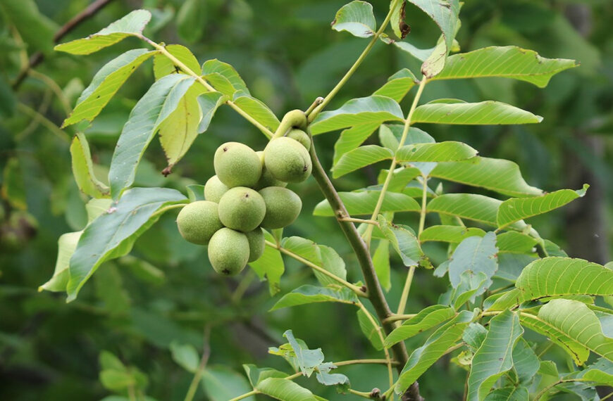 डोटीमा हाडे ओखरको बिरुवा दाँते भएपछि…