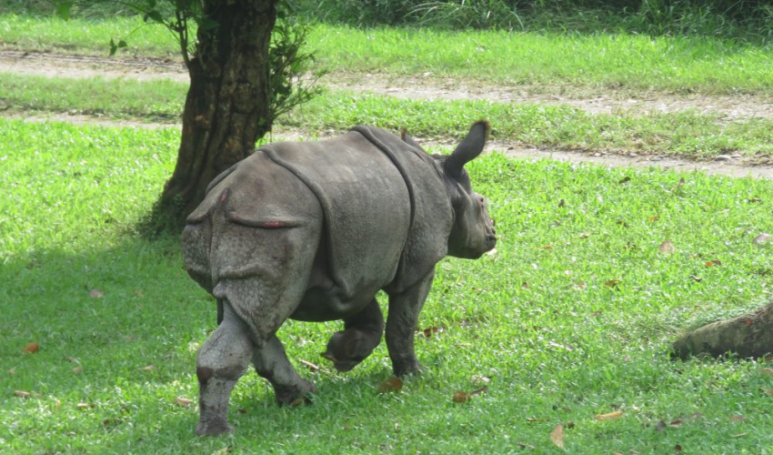 चितवनमा गैंडाको आक्रमणबाट एक नेचर गाइडको मृत्यु