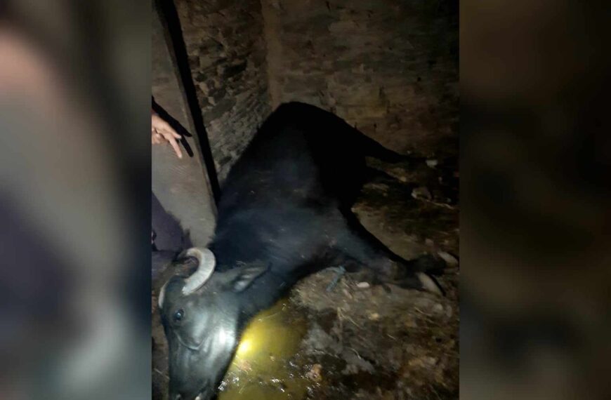बैतडीमा चट्याङ लागेर एक भैंसी मर्यो