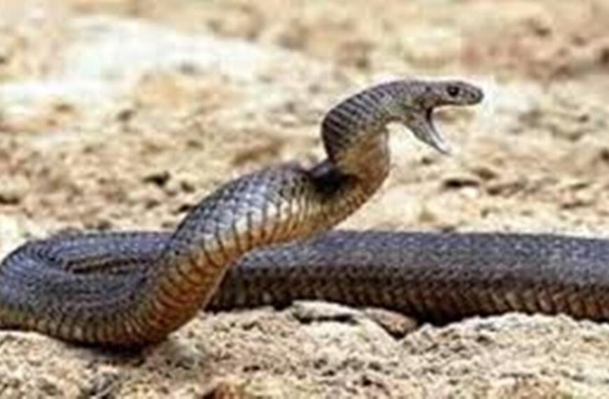 तराईमा सर्पको विगविगि, कञ्चनपुरमा सर्पले डसेर दुई घाइते