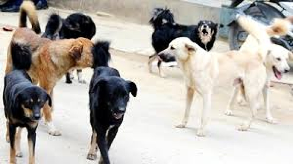 बैतडीमा बौलाहा कुकुरले टोक्दा १० जना घाइते