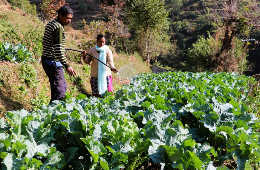 विषादियुक्त तरकारीले ओझेलमा अर्गानिक तरकारी