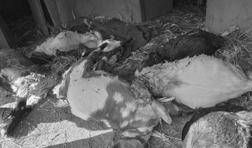 अछाममा बाघले ७ बाख्रा मार्यो