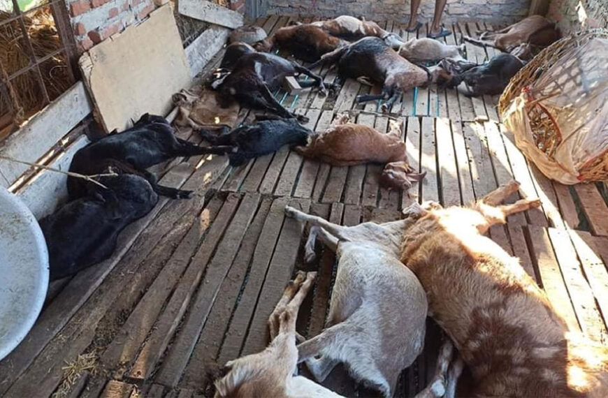 बाजुरामा खोरमा पसेर बाघले ४५ बाख्रा मार्यो