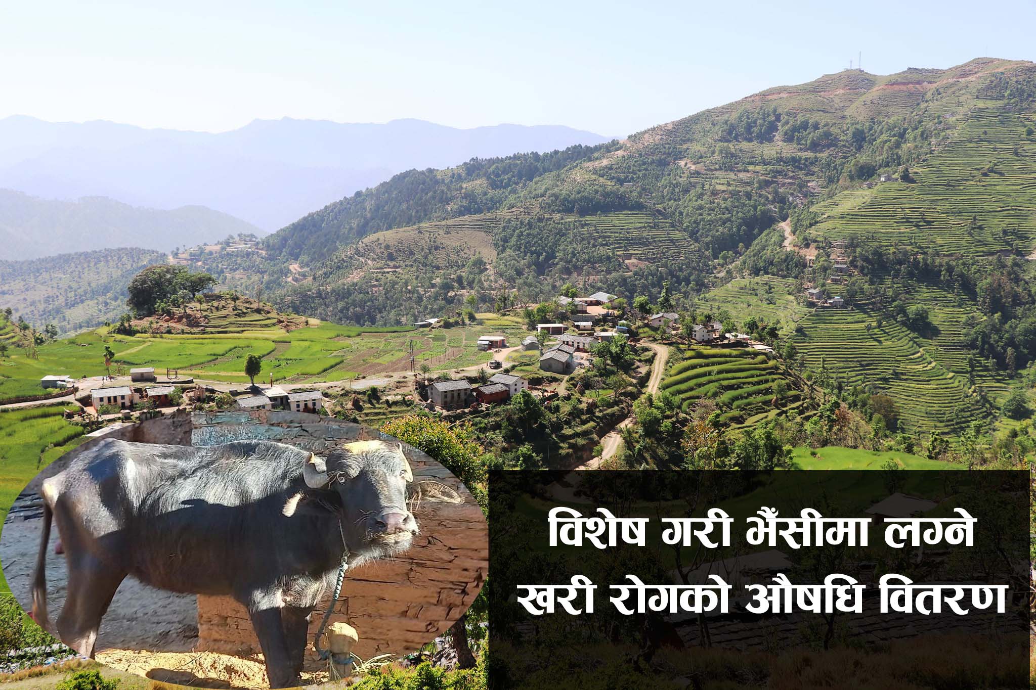 जेठ ६ गते (मंगलबार) सुर्कालमा पशु स्वास्थ्य शिविर संचालन हुने