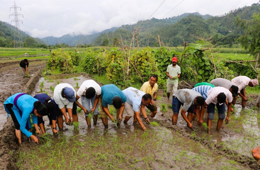 तस्बिरमा हेर्नुहाेस, बैतडीमा धान दिवसकाे दृष्य