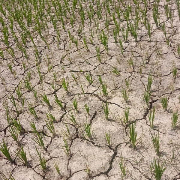 सुदूरमा खडेरीले रोपेको धान सुक्न थाल्यो