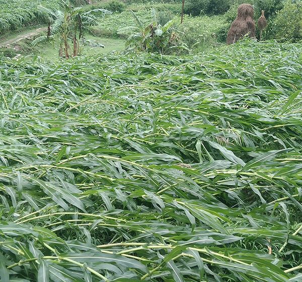 बैतडीमा अचानक आएको हावाहुरी र बर्षाले मकैबाली ध्वस्त