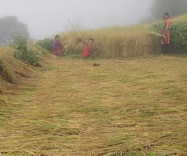 धान काट्ने चटारोमा बाजुराका महिला