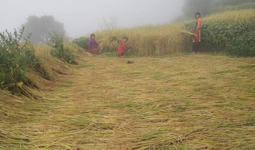 धान काट्ने चटारोमा बाजुराका महिला