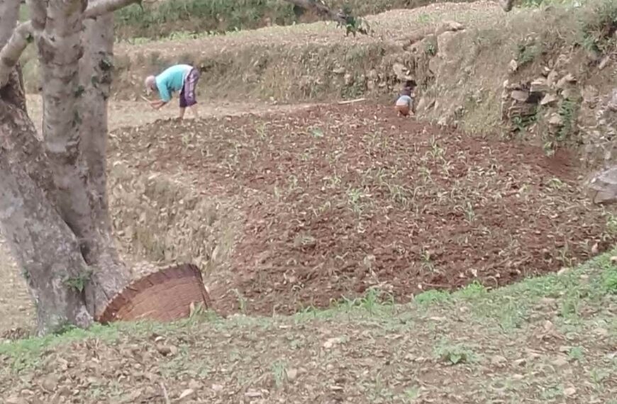 असिनाले सखाप पारेको मकै दोस्रो पटक छर्दै किसान