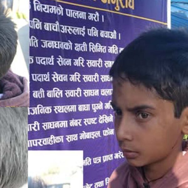 बैतडीमा चितुवाको आक्रमणबाट एक बालक घाइते