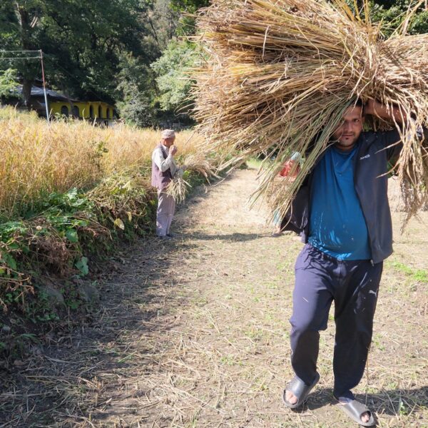 दशैमा बैतडीका किशानलाई भने धान भित्र्याउने चटारो