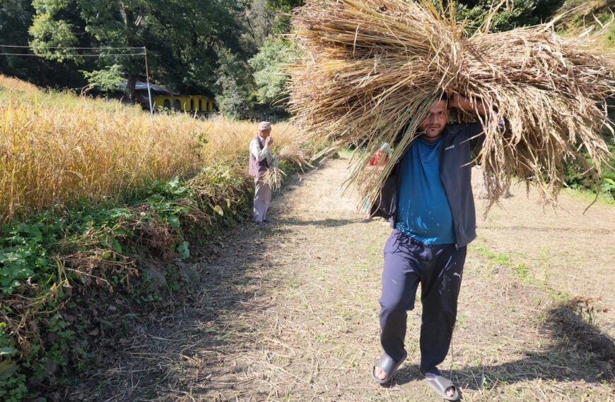 दशैमा बैतडीका किशानलाई भने धान भित्र्याउने चटारो