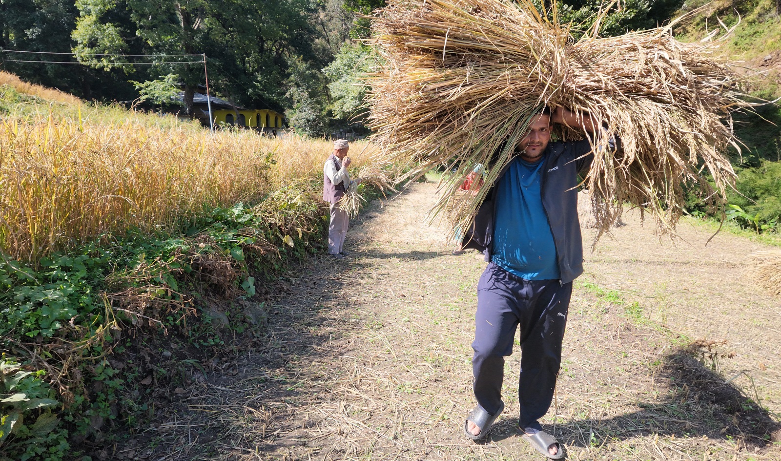 दशैमा बैतडीका किशानलाई भने धान भित्र्याउने चटारो